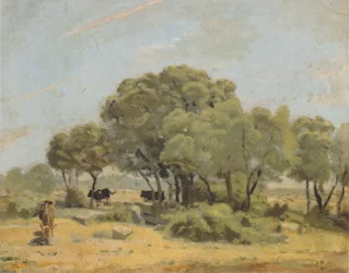 Olive Trees in Spain